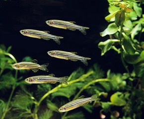 Wall Mural - zebrafish, brachydanio rerio