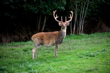 Wall Mural - barasingha deer or swamp deer, cervus duvauceli, male