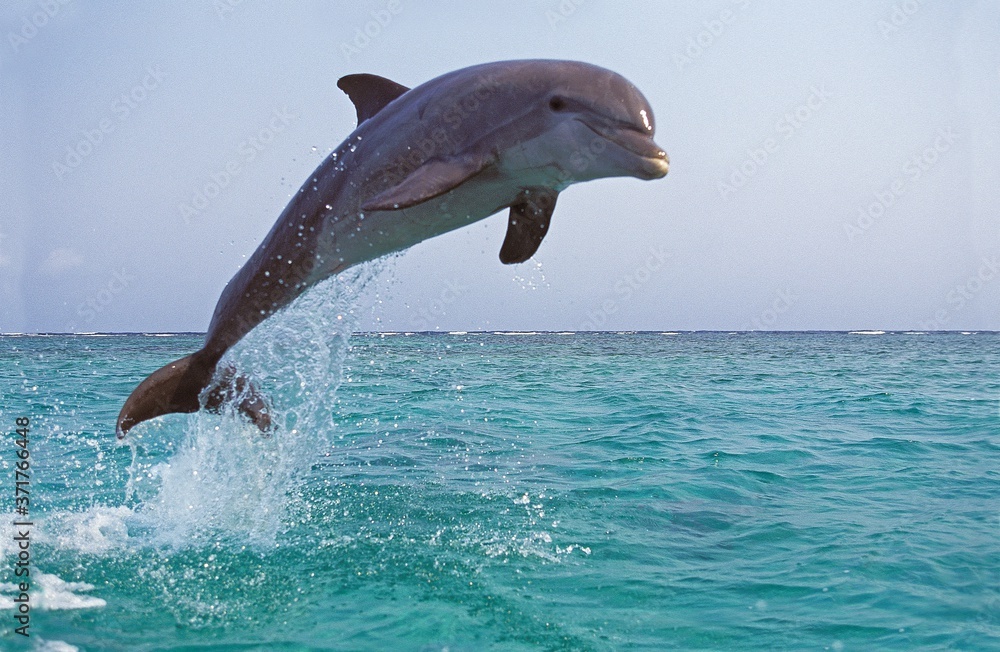 Bottlenose Dolphin, tursiops truncatus, Adult Leaping - obrazy, fototapety, plakaty 