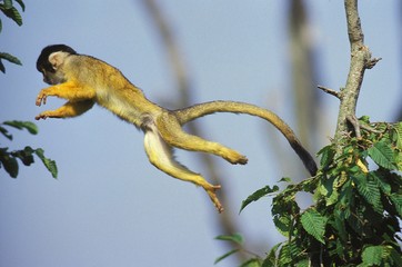 Wall Mural - squirrel monkey, saimiri sciureus, adult leaping