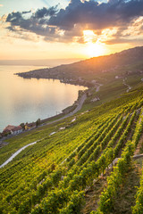 Wall Mural - Vineyards in Lavaux region, Switzerland