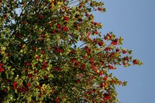 European Holly, Ilex Aquifolium With Red Berries, Normandy