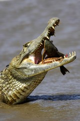 Wall Mural - Spectacled Caiman, caiman crocodilus, Catching Fish in River, Los Lianos in Venezuela