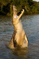 Wall Mural - spectacled caiman, caiman crocodilus, emerging from river, los lianos in venezuela