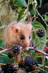 Canvas Print - Common Dormouse, muscardinus avellanarius, Normandy