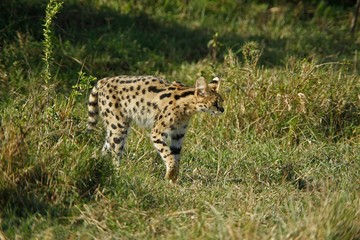 Poster - Serval, leptailurus serval, Masai Mara Park in Kenya