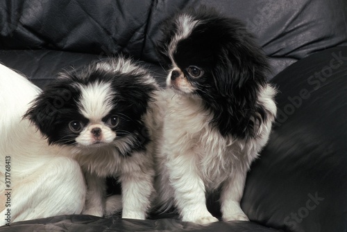 Fotomural Japanese Spaniel Dog, Puppies sitting on Sofa
