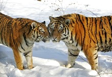 Siberian Tiger, Panthera Tigris Altaica Standing On Snow