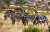 Fototapeta Sawanna - Grevy's Zebra, equus grevyi, Samburu Park in Kenya
