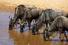 Blue Wildebeest, Connochaetes Taurinus, Herd Drinking At Mara River, Masai Mara Park In Kenya