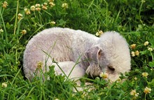 Bedlington Terrier Dog, Puppy Sleeping In Grass