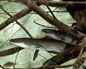 Wall Mural - common eel or european eel, anguilla anguilla