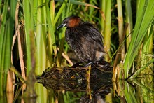 Little Grebe, Tachybaptus Ruficollis, Adult Standing On Nest, Pond In Normandy