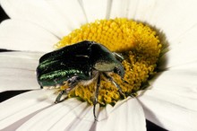 Rose-Chafer, Cetonia Aurata, Adult Standing On Daisy Flower