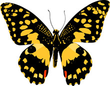 Lime Butterfly Vector Illustration On White Background