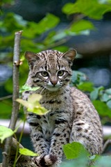 Wall Mural - geoffroy's cat, oncifelis geoffroyi