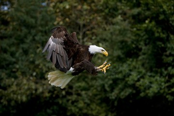 Wall Mural - bald eagle, haliaeetus leucocephalus, adult in flight