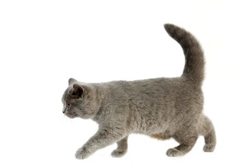 Wall Mural - Blue British Shorthair Domestic Cat, Female standing against White Background