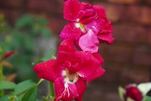 Macro Photo Ofa Beautiful Red Rose With Rain Drops On It