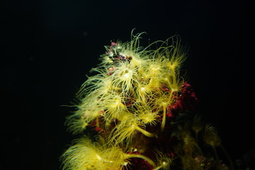 fish in an aquarium