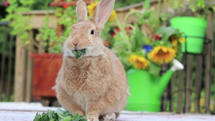 Canvas Print - Rufus Rabbit eats kale head on with sunflowers in background smiles at end
