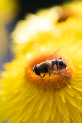 Wall Mural - yellow Straw flower with bee on it