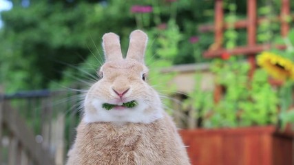 Canvas Print - Rufus Rabbit eats parsley head on drops down and pops back up with sunflowers in background 