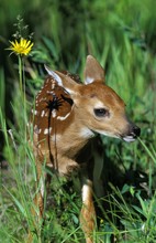 White-Tailed Deer, Odocoileus Virginianus, Fawn With Flower