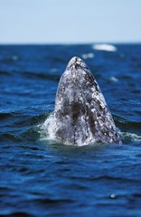 Wall Mural - grey whale or gray whale, eschrichtius robustus, adult spyhopping, head looking out from water, baja