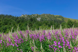 Fototapeta Góry - Flowering thickets Rosebay Willowherb (Chamerion angustifolium) on the background of the Carpathian mountains. Mountains and forest on a sunny summer day. Ukrainian Carpathians 