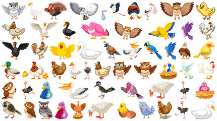 Poster - Set of different birds cartoon style isolated on white background