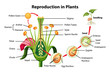 © blueringmedia - Reproduction in plants diagram