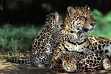 Fototapeta Zwierzęta - Jaguar, panthera onca, Mother and Cub