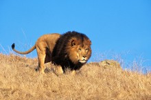 African Lion, Panthera Leo, Male