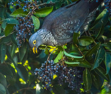 Colorful Rameron Or Olive Pigeon Perched On An Elderberry Tree And Feeding , Known As Columba Arquatrix Scientifically