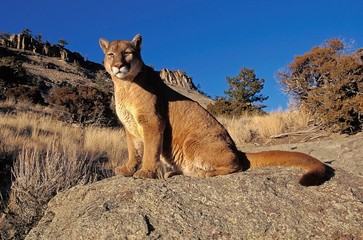 Wall Mural - Cougar, puma concolor, Adult standing on Rocks, Montana