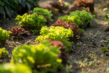 A Bed Of Lettuce In The Evening Sun
