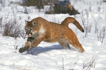Cougar, Puma Concolor, Adult Running On Snow