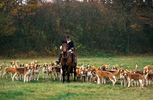 Fox Hunting With Pack Of Poitevin Dogs And Great Anglo-french Hounds
