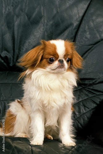 Cuadros en Lienzo Japanese Spaniel sitting on Sofa