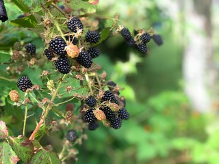 harvesting blackberries in the garden