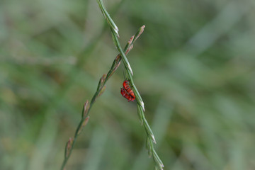 Two red beetles on a stalk of grass