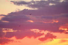 Sky In The Evening With Sea-gull Flying, Romantic Background,photo