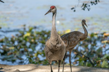 Adult Sandhill Cranes Get A Close Up Head Shot In The Wetlands On A Sunny Day