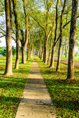 Wall Mural - The woods in the park are on both sides of the Asphalt road