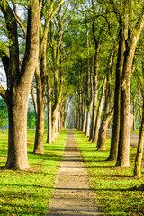 Wall Mural - The woods in the park are on both sides of the trail