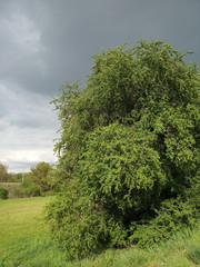 green tree in the field