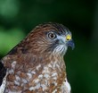 © Christiane - Extreme close-up portrait of a broad-winged hawk on a green background