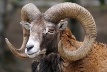 Full Frame Close-up Portrait Of A Big Horn Ram Mouflon
