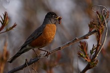 Close-up Of An American Robin  Bird With A Worm In Its Beak